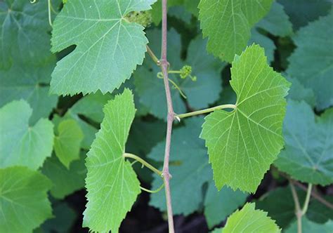 Maybe you would like to learn more about one of these? About Wild Grape Leaves and How to Harvest and Prepare ...