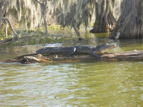 Check spelling or type a new query. Louisiana Swamp Cabins | Louisiana Swamp Tours | Louisiana ...