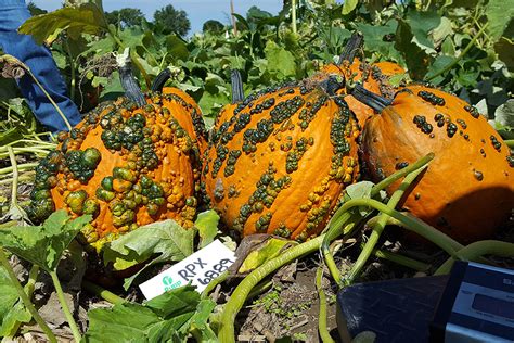 Fright | New For 2021 | Products | Vegetables | Rupp Seeds