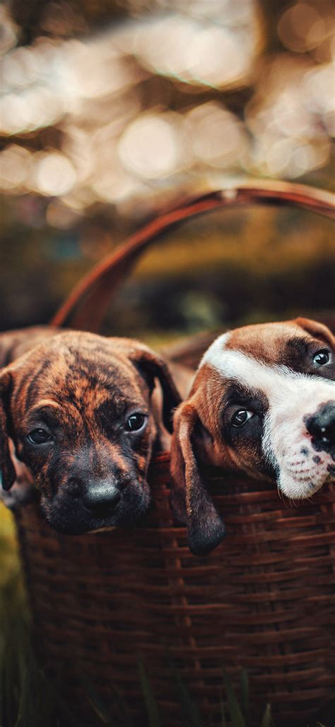 Tons of awesome cute dog wallpapers to download for free. iPhonexpapers.com-Apple-iPhone-wallpaper-oc00-dog-animal ...