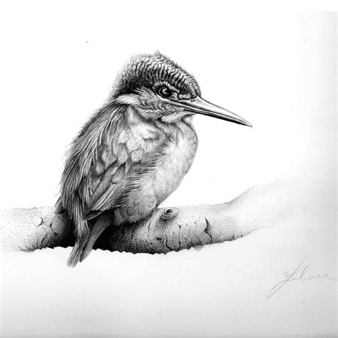 Kingfisher by Conbatiente.deviantart.com on @DeviantArt Realistic