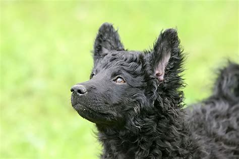 Croatian sheepdogs are athletic, agile, alert, and intelligent. Croatian Sheepdog breed | Photos, temperaments and trivia about the breed