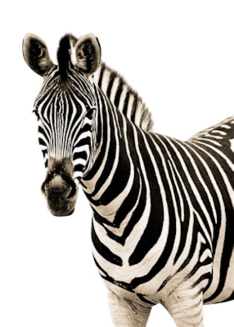 Zebra Png Transparent Background Image For Free Download 10 Png