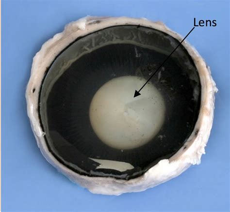 Cow Eye Dissection