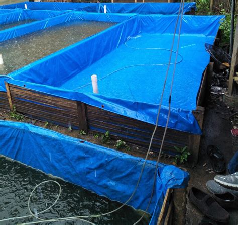 Agar kolam ikan tak mudah keruh, airnya selalu jernih inilah cara perawatan agar kolam ikan tidak mudah keruh, airnya selalu jernih. Bahan dan Alat Pembuatan Kolam Terpal Ikan Lele - Hobi ...