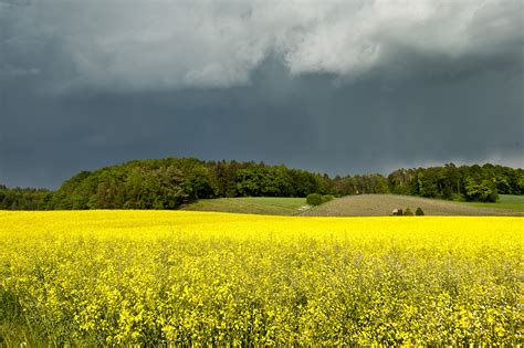 Im durchschnitt treten auf der erde etwa 1600 gewitter gleichzeitig auf, die auf über 0,3 prozent der erdoberfläche stattfinden. Leuchtender Raps vor einem Gewitter Foto & Bild ...