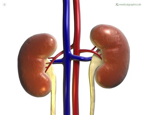 Nephropathy Kidney Disease What Is It Symptoms And Treatment Top