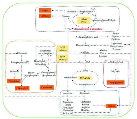 Metabolic Network Of Carbohydrates Proteins Lipids And Pigments In