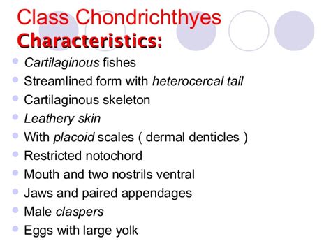 Class Chondrichthyes Zoorepowt1