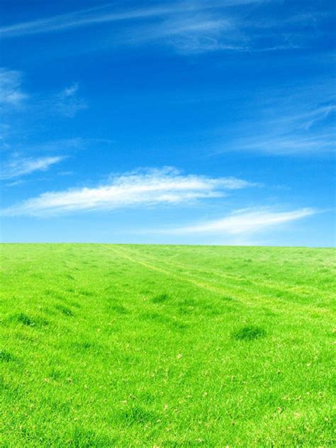 Free Download Grassland Wallpapers Wallpaper Green Hd Wallpaper