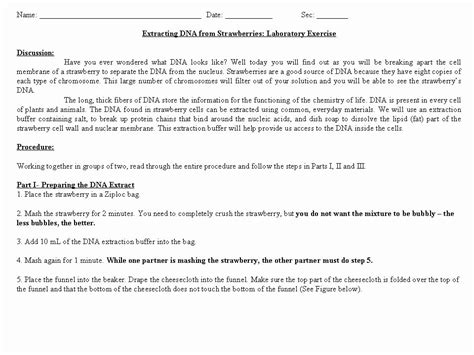 Dna Structure And Replication Worksheet