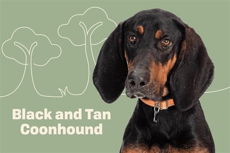 Black And Tan Coonhound Dog Breed Information And Characteristics