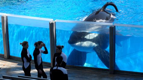 SeaWorld to phase out killer whale shows, captivity