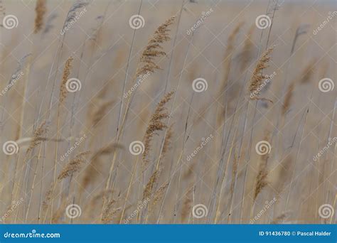 Natural Ears Of Reed Grass In The Wind Stock Photo Image Of Reed