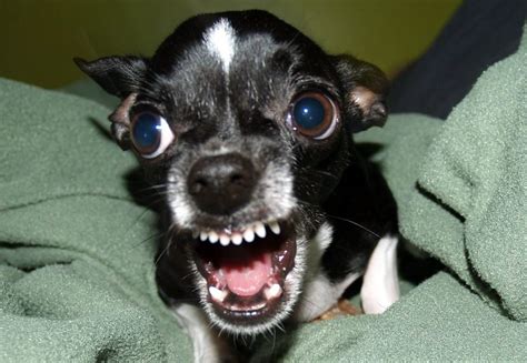 How To Stop Your Chihuahuas Aggression How To Stop It Or Prevent It