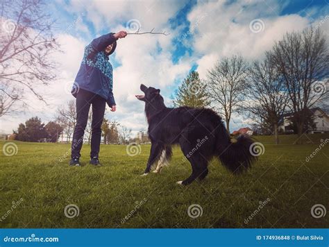 Obedient Purebred Border Collie Dog Playing Games Outdoors In The Park