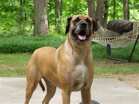 American Mastiff Dog Breed Pictures Colors Bark Characteristics