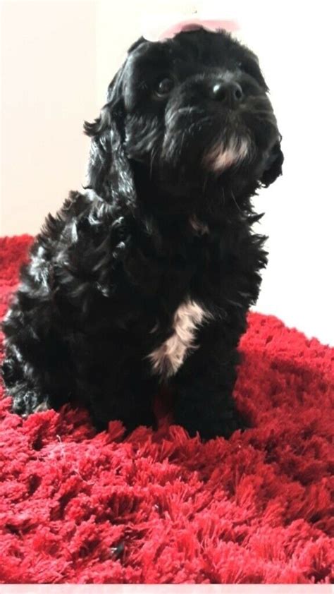 Below you will find virginia teacup breeders, virginia teacup rescues, virginia teacup shelters and virginia teacup humane society organizations that will help you find the perfect teacup puppy or dog for your family. F1 toy cavapoo puppies | in Walsall, West Midlands | Gumtree