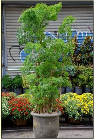Your outdoor aralia balfouriana should be planted in loose humus soil that drains well, and which is kept consistently moist. Aralia Ming Indoor Plant from Paradise Plants | Plants