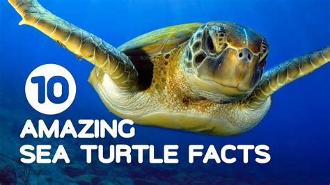 Facts About Animals In The Ocean