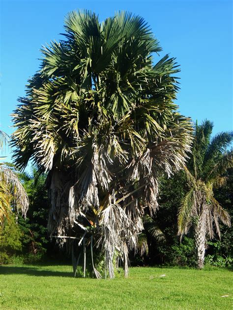 Corypha Species Tropical Landscaping Tropical Plants Palm Trees