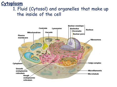 Plant Cell Cytoplasm Structure And Function Eukaryotic Cells
