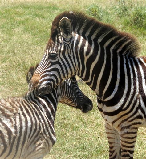 Gambar Alam Hewan Margasatwa Binatang Menyusui Fauna Kuda Zebra