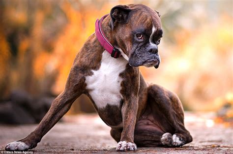 Photographer Captures His Boxer Dogs Hilarious Range Of Expressions