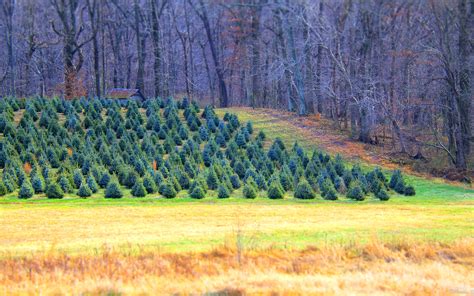 Christmas Tree Farm Vitaliy973 Flickr