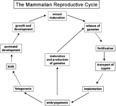 The Mammalian Reproductive Cycle The Essential Steps Of The Continuous Download Scientific