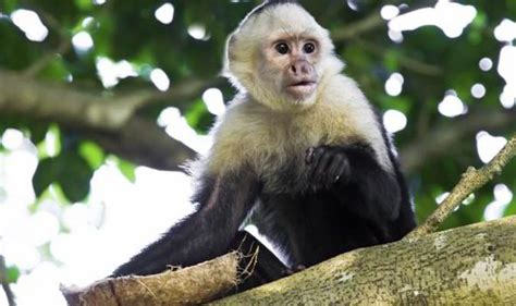 Monkey Escapes From Zoo In Cumbria And Police Warn People