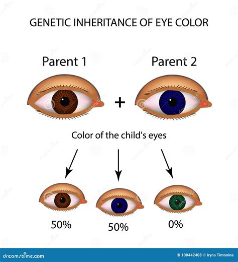 Genetic Inheritance Of Eye Color Brown Blue Green Eyes Infographics