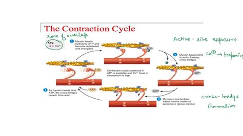 Solved List The Four Steps Of The Muscle Contraction Cycle Order Of Occurrence What Is Needed