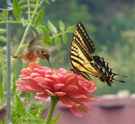 Ignored by deer and rabbits, yet a favorite of hummingbirds and butterflies. Hummingbird and butterfly sharing a meal. Took this two ...