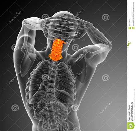 3d Render Medical Illustration Of The Cervical Spine Stock Illustration ...