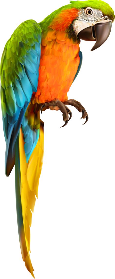 Perched Parrot Png Svg Clip Art For Web Download Clip