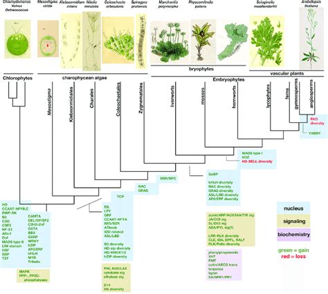 Evolution Of Land Plant Attributes Download Scientific Diagram