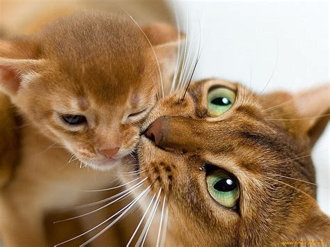 Mothers Love Pet Feline Cat Kitten Kiss Animal Sweet Hd