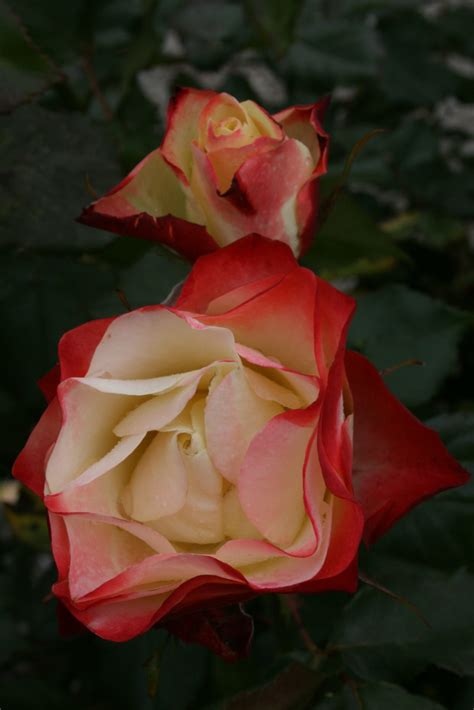 Hedging Rose Floribunda Origami 175mm Pot Dawsons Garden World