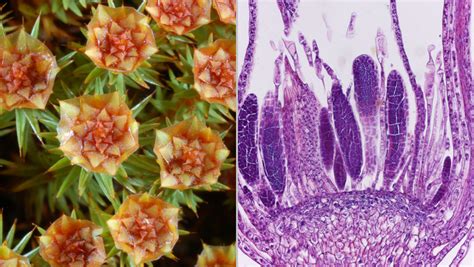 Check spelling or type a new query. Bachelor-Studium in Biologie : Fachbereich Biologie ...