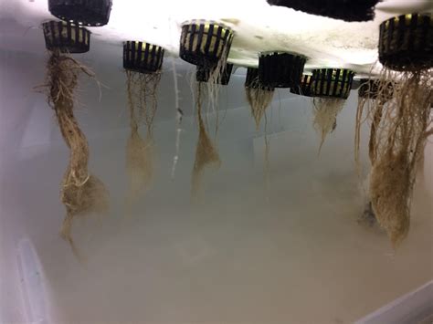 Check spelling or type a new query. Are my roots healthy? Plants seem fine : Hydroponics