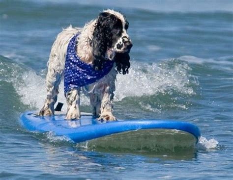 Funny Surfing Dogs On The Wave Dogs Surfing Funny Dogs