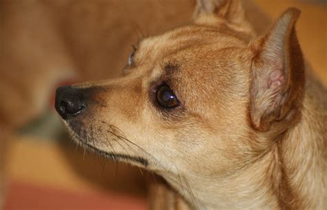 Todo Lo Que Debes Saber Sobre Los Perros Chihuahua Arquivet