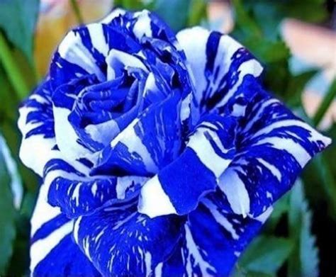 Fresh70pcs Rare Blue Dragon Rose Flower Seeds Garden Plantuk Stock