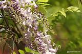 Wisteria Hanging Flowers Images