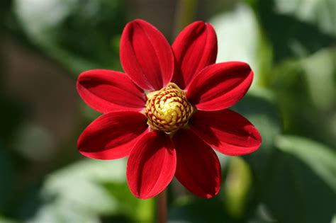 Check spelling or type a new query. Really Interesting Facts About Dahlia Flowers And Their ...