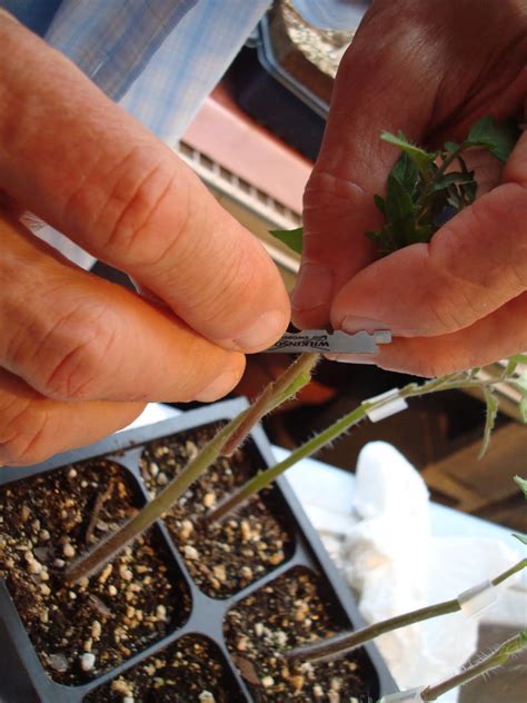 Using scissors gently snip out the smallest plants at the base of their stem, leaving one healthy tomato plant in each seed pod. The Vegetable Garden: Tomato Grafting with Pictures