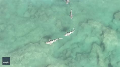 Horror Footage Shows Sharks Up To 10 Feet Long Circling Florida Shoreline After One Sinks Its
