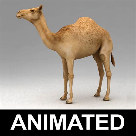Our 3d models are crafted and built up carefully, from scratch, paying attention to every detail in the mesh and textures so as to reach a fully realistic product. rigged dromedary camel walk animation 3d model