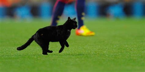 gato-negro-interrumpe-el-primer-juego-del-barcelona-en-la-temporada
